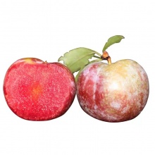 广东翁源三华李：原生态味道，给你一个酸甜的夏天（3-7月份）