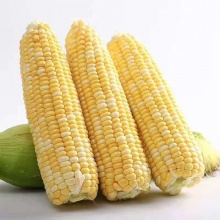 云南新鲜水果玉米：可以生吃的水果甜玉米 唇齿间回味着自然的清香（全年供应）